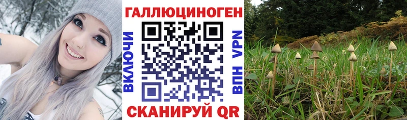 купить наркотик Задонск Псилоцибиновые грибы Cubensis
